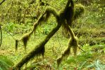 PICTURES/Sol Duc - Ancient Groves/t_Weird.JPG